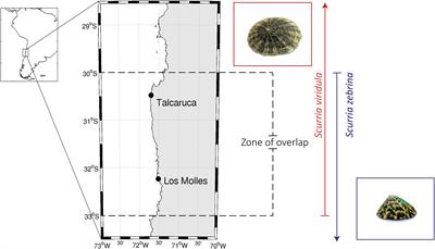 Geographical Variation in Phenotypic Plasticity of Intertidal Sister Limpet’s Species Under Ocean Acidification Scenarios